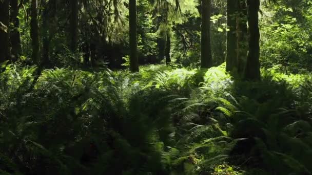 Helecho cubierto de suelo forestal de coníferas — Vídeo de stock