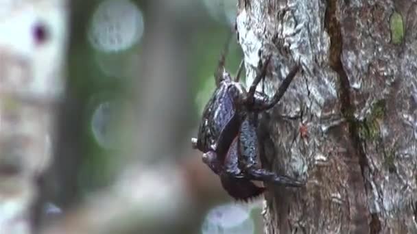 Eine Krabbe klettert einen Baum hinunter — Stockvideo