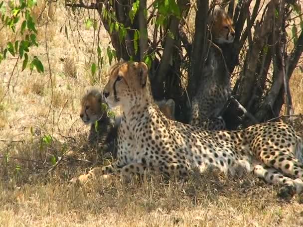 Ein Gepard und seine Jungen unter einem Busch. — Stockvideo