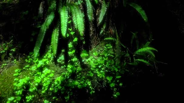 Sombra se mueve a través del suelo del bosque — Vídeos de Stock