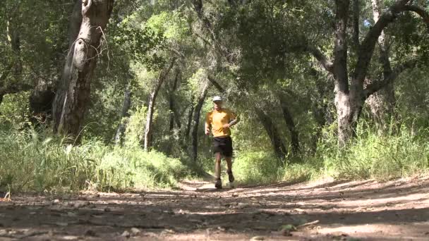 Chemin d'homme courant dans la forêt — Video