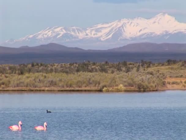 Flamingos simma längs i en sjö — Stockvideo