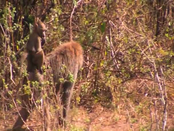 Monos madre y bebé — Vídeo de stock