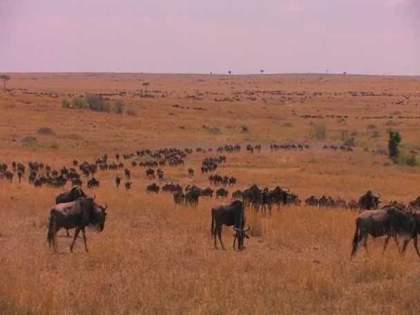 Ñus se mueve a través de una llanura — Vídeo de stock