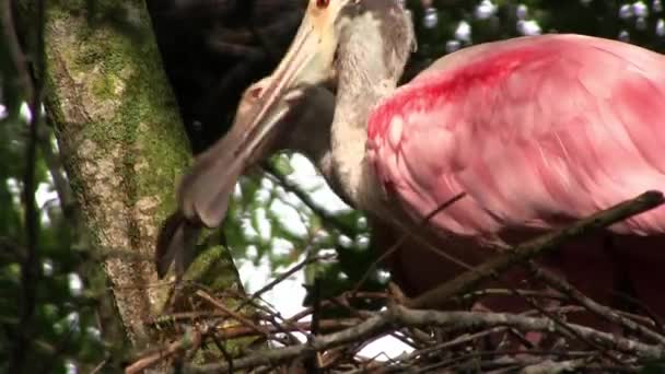 Ett par rosentärna spoonbills — Stockvideo