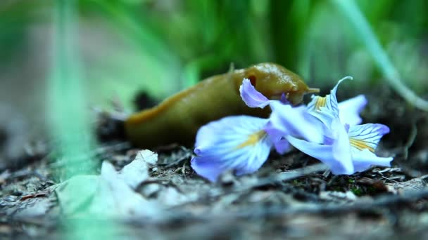 Una lumaca di banana mangia un fiore — Video Stock