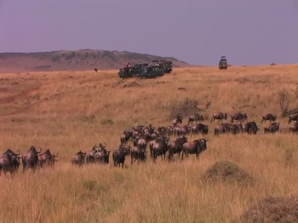 Gnus laufen durch hohes Gras — Stockvideo