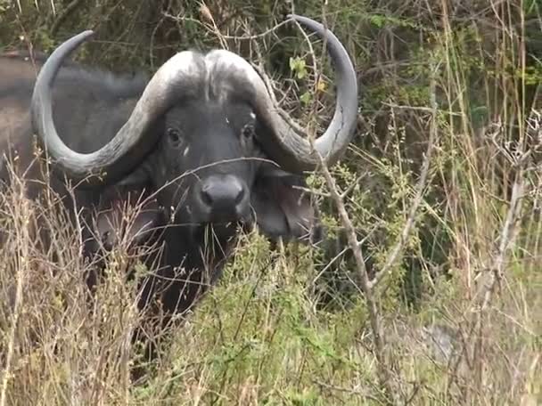 Um búfalo sentado na grama — Vídeo de Stock