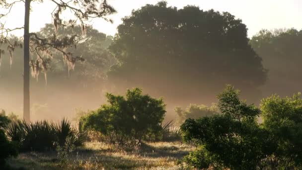 Temprano en la mañana en un bosque — Vídeos de Stock