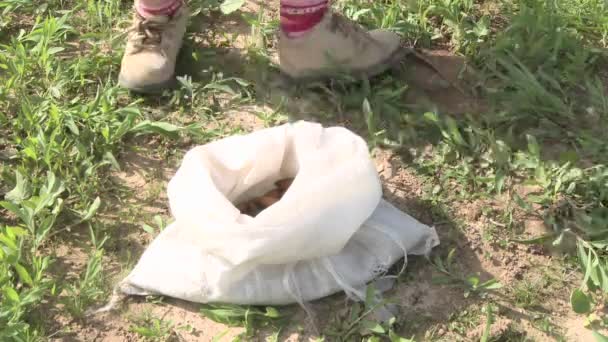 Un niño pequeño toma un puñado de bellotas de roble — Vídeos de Stock