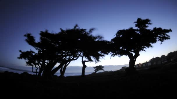 Dawn behind Monterey pines — Stock Video