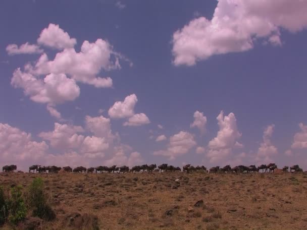 Ñus vagan por una llanura herbácea — Vídeos de Stock