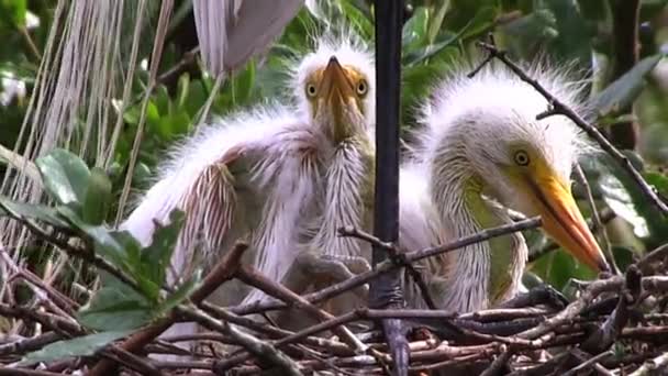 Baby kranen in een nest — Stockvideo
