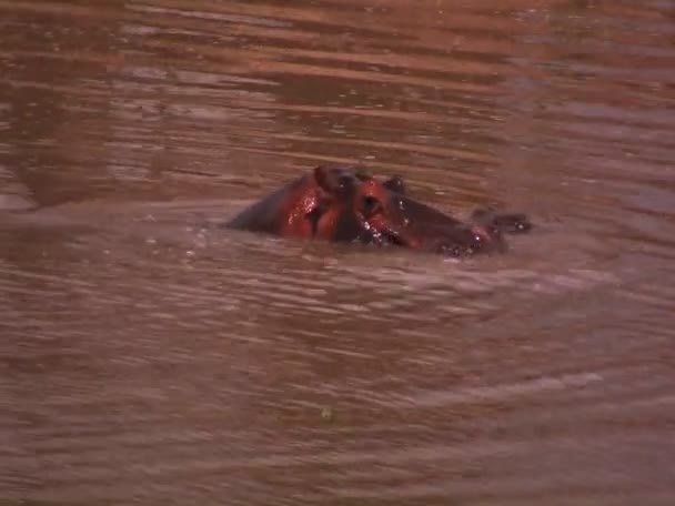Hippo zwelgen in rivier — Stockvideo