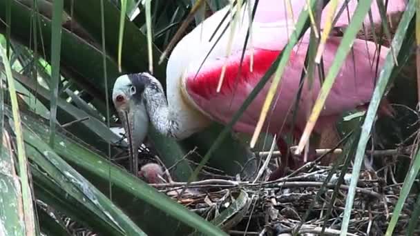 A roseate spoonbill tends — Stock Video