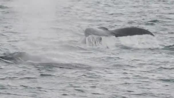 Whales group feeding at Point Adolphus — Stok video