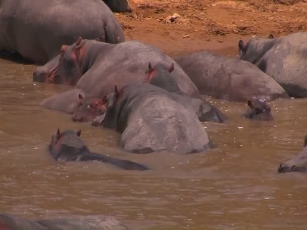 A pod of hippos laze in a river — Stock Video