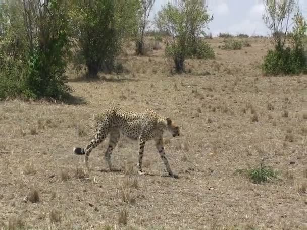 Ein Gepard spaziert im Feld. — Stockvideo