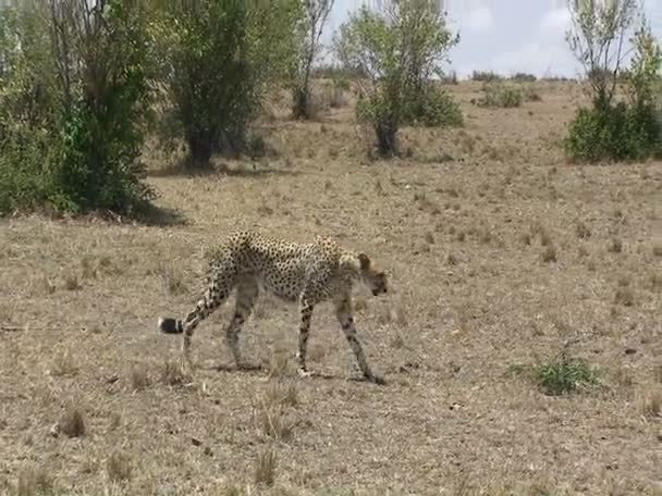 Un guepardo camina en el campo . — Vídeo de stock