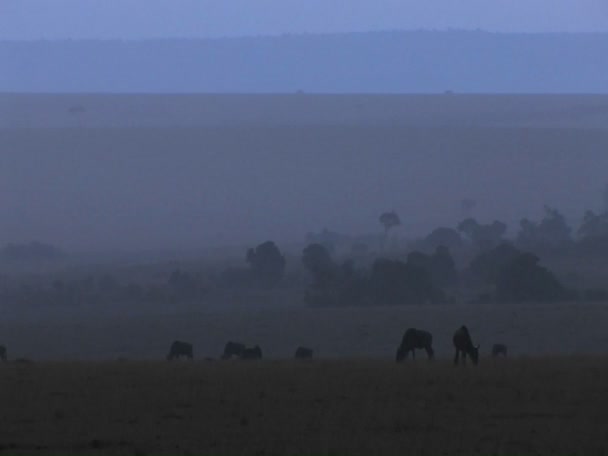 Wildebeests pascolare sulle pianure — Video Stock