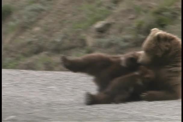 En mor Grizzly och hennes ungar — Stockvideo