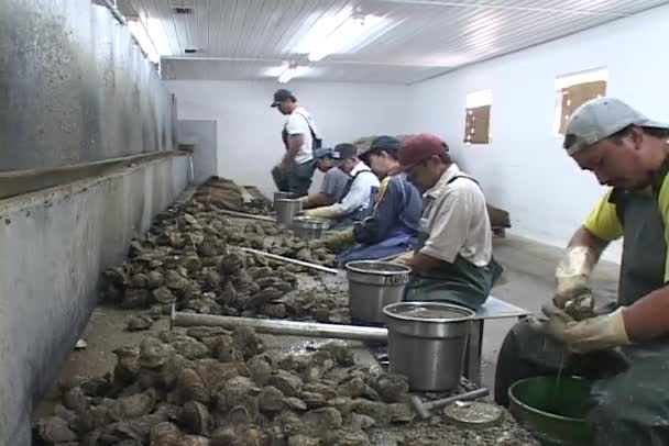 Ostras shuckers trabajo — Vídeos de Stock