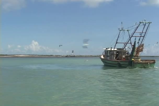 Möwen fliegen um ein Boot. — Stockvideo