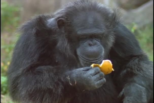 Шимпанзе ест апельсиновую кожуру — стоковое видео