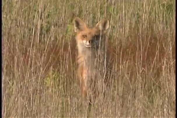 Fox rests in grasses — Stock Video