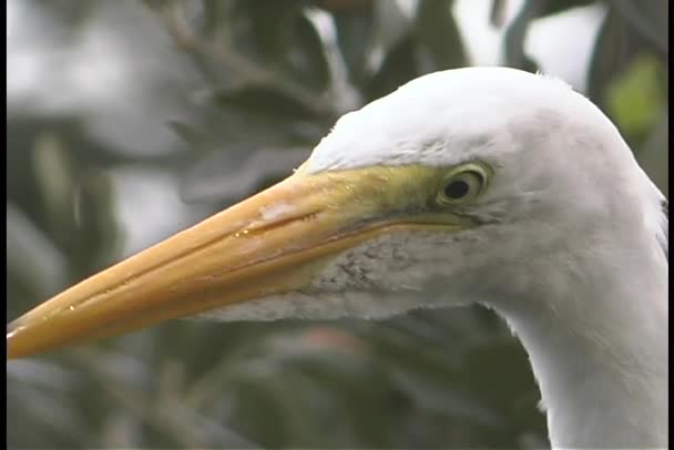 White bird with a yellow beak — Stock Video