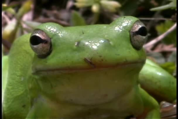 Grüner Laubfrosch — Stockvideo