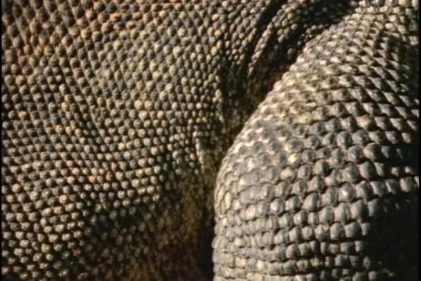 Les écailles sèches couvrent les reptiles — Video