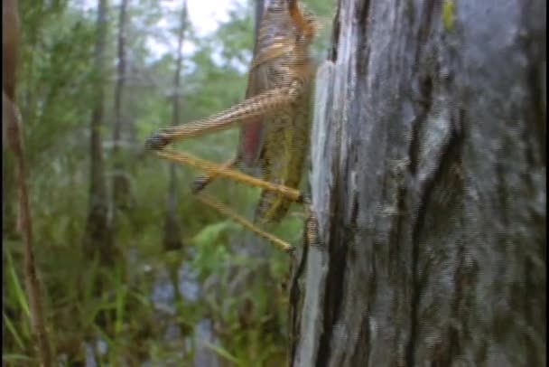 Um gafanhoto Lubber rasteja por uma árvore — Vídeo de Stock