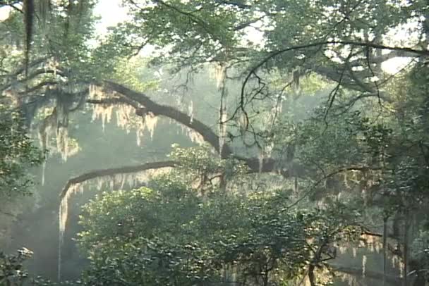 Pădure frumoasă adâncă și densă — Videoclip de stoc