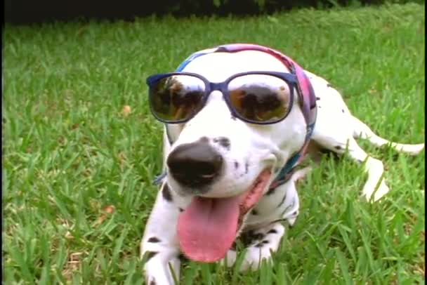 Chien portant des lunettes de soleil — Video