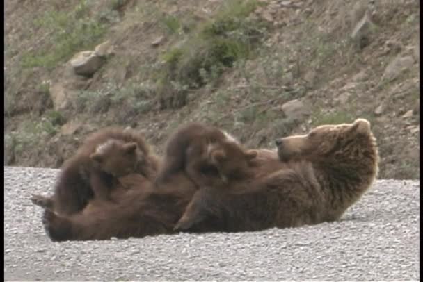 En mor Grizzly och hennes ungar — Stockvideo