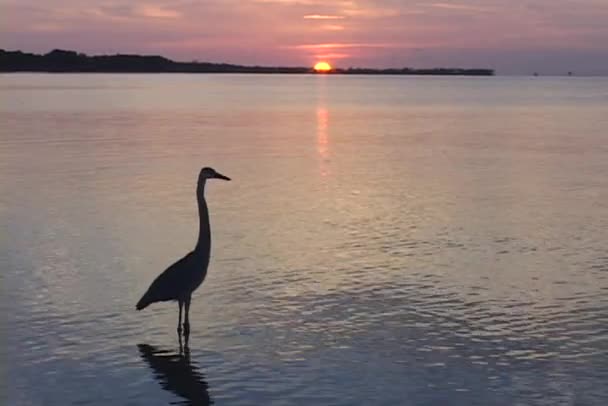 Heron wades in shallow water — Stock Video