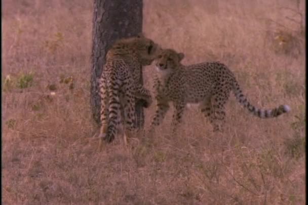 Cheetahs are fighting and playing — Stock Video