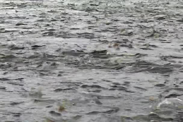 Lachsschwarm in einem Fluss — Stockvideo