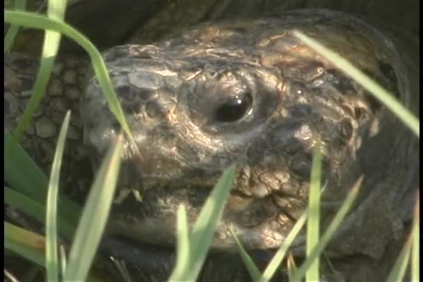 Stalks of grass surround the tortoise — Stock Video