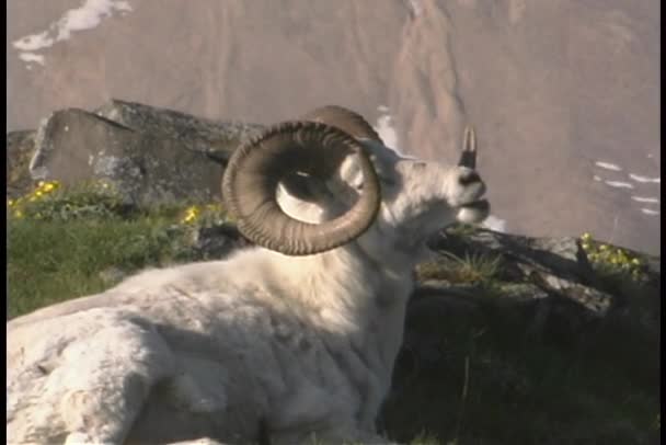 A ram chews its cud — Stock Video