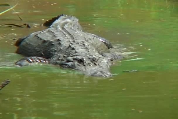 Аллигатор плавает в воде — стоковое видео