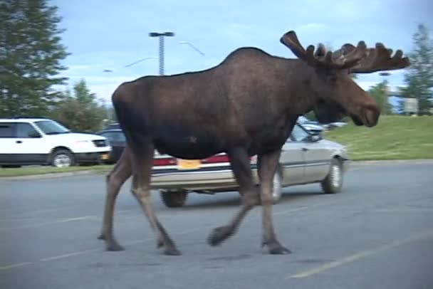 Een eland wandelingen in een openbare straat — Stockvideo