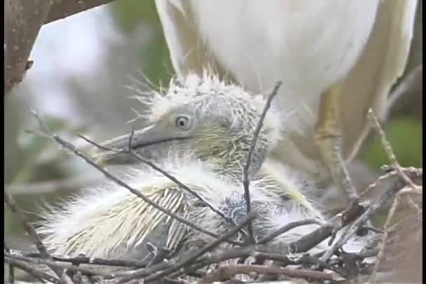 Young chicks play together — Stock Video