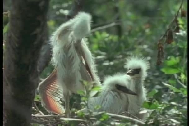 Chicks sitting in nest — Stock Video