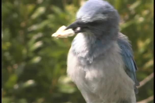 Pájaro sostiene un pedazo de comida — Vídeo de stock