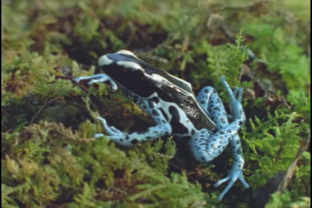 Poison arrow frog rests — Stock Video