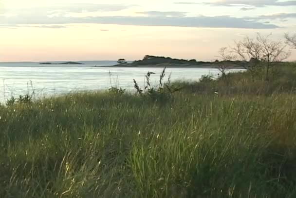 Medium shot of a grassy seashore — Stock Video