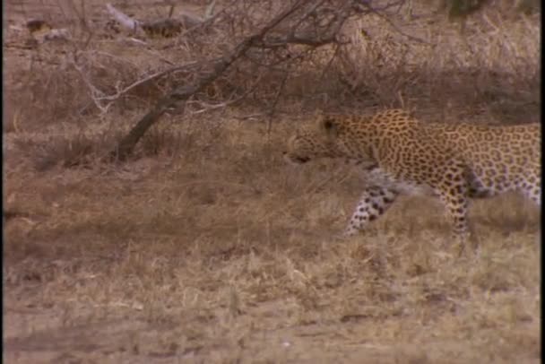 En gepard stjälkar genom gräset. — Stockvideo