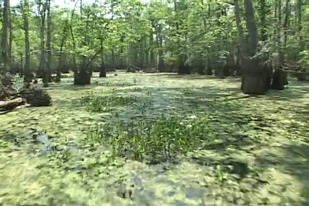 Giro in barca attraverso una palude di mangrovie — Video Stock